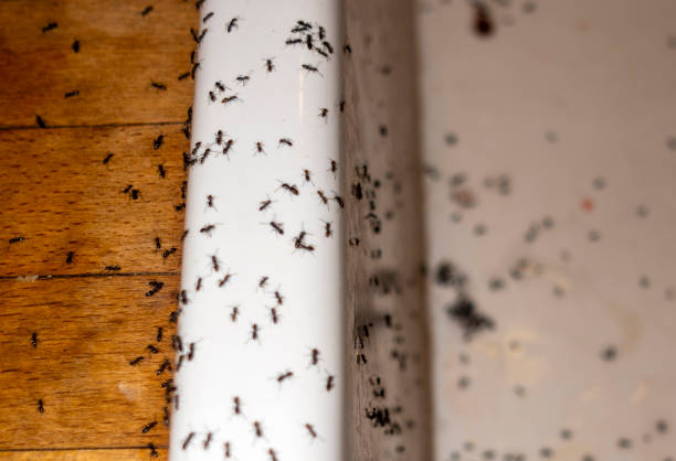 Best Pest Prevention Services  in High Springs, FL