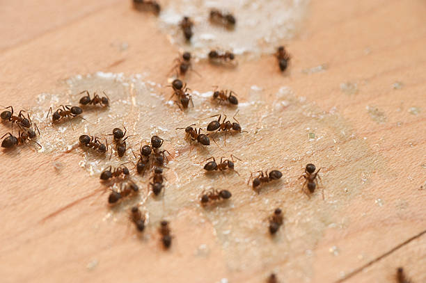 Best Wildlife Control Services  in High Springs, FL