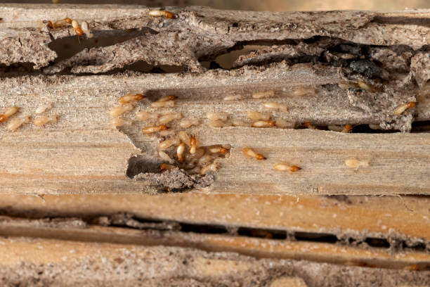 Best Termite Control Services  in High Springs, FL